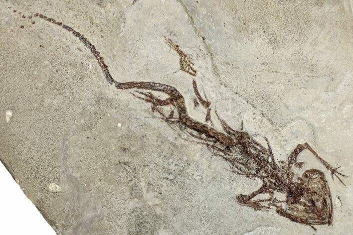 Fossil Salamander (Chelotriton) - Gračanica, Bosnia #278983